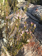 Wahlenbergia calcarea