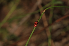 Lemodes coccinea
