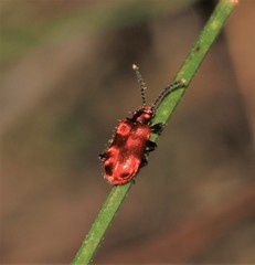 Lemodes coccinea
