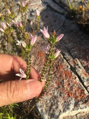 Wahlenbergia calcarea