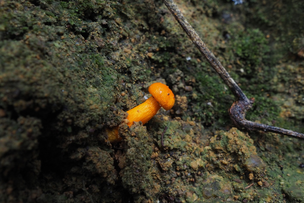Aureoboletus miniatoaurantiacus