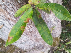 Quercus variabilis