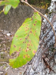 Quercus variabilis