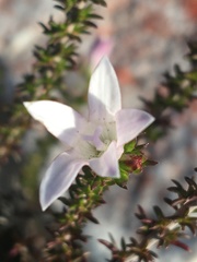 Wahlenbergia calcarea