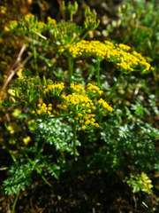Lomatium hallii