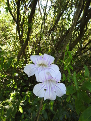 Bignonia callistegioides