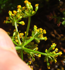 Lomatium hallii