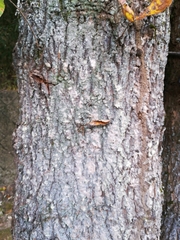 Quercus variabilis