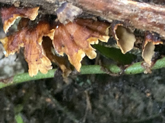 Xylobolus spectabilis