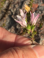 Wahlenbergia calcarea