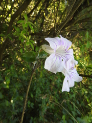 Bignonia callistegioides