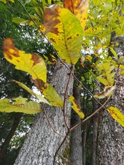 Quercus variabilis