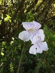 Bignonia callistegioides