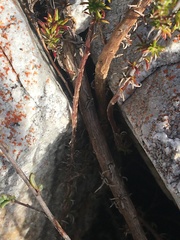 Wahlenbergia calcarea