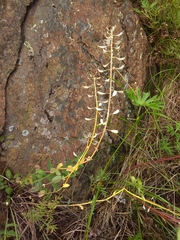 Noccaea cochleariformis