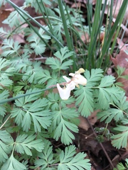 Dicentra cucullaria