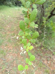Rhus mysorensis