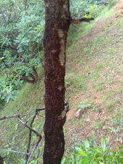 Rhus mysorensis