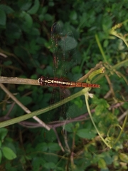 Rhodothemis rufa