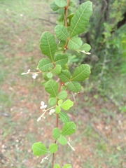 Rhus mysorensis