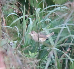 Acrocephalus orientalis