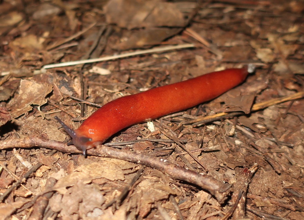 Meghimatium hongdoensis