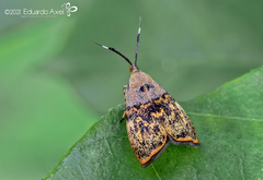 Rhobonda gaurisana