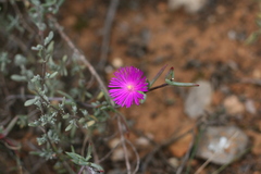 Lampranthus stayneri