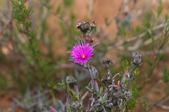 Lampranthus stayneri