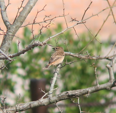Saxicola stejnegeri