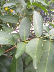 Syzygium aqueum