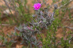 Lampranthus stayneri