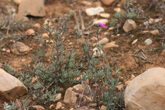 Lampranthus stayneri