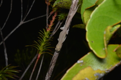 Bavayia septuiclavis