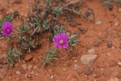 Lampranthus stayneri