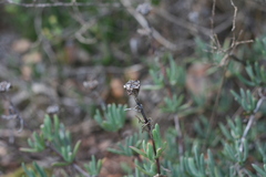 Lampranthus stayneri