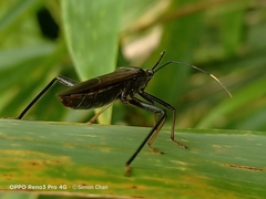 Notobitus meleagris