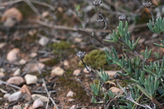 Lampranthus stayneri