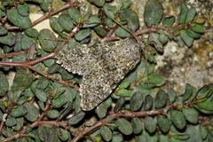 Polymixis flavicincta