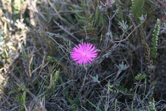 Lampranthus zeyheri