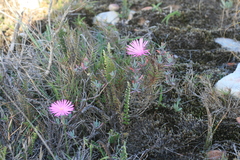 Lampranthus zeyheri