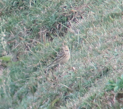 Anthus rubescens japonicus