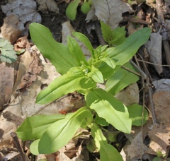 Valerianella locusta