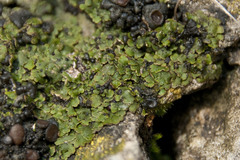 Placidium squamulosum