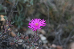 Lampranthus zeyheri