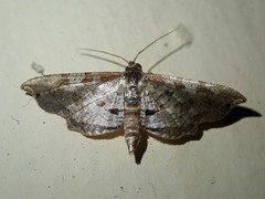 Collinsa commanotata