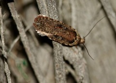 Agonopterix pseudoferulae