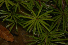 Blechnum obtusatum