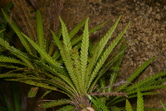 Blechnum obtusatum