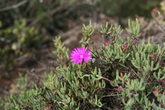 Lampranthus coralliflorus